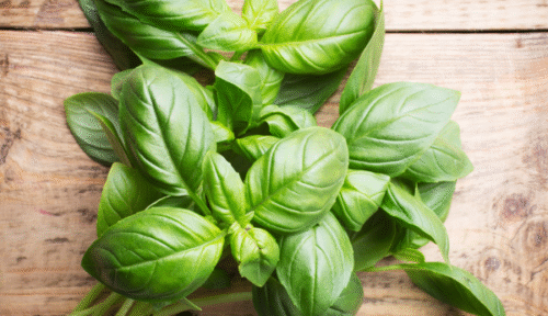 Albahaca